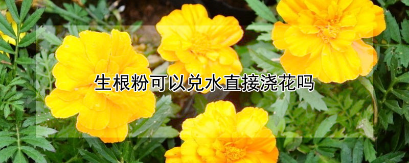 生根粉可以兌水直接澆花嗎