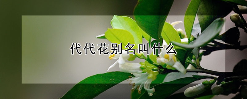 代代花別名叫什么