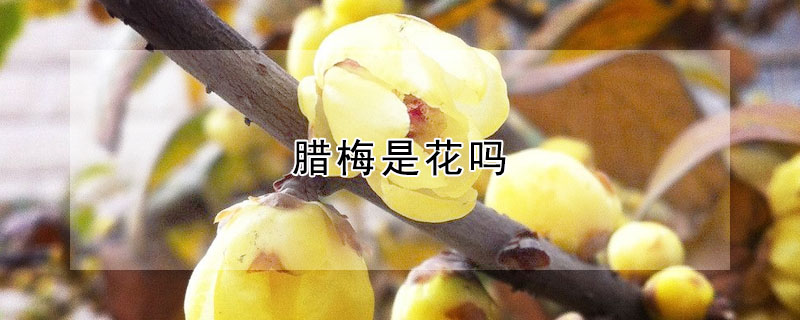 臘梅是花嗎