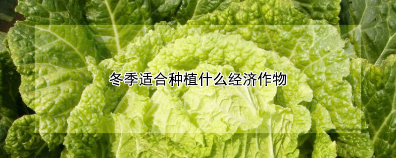 冬季適合種植什么經(jīng)濟作物