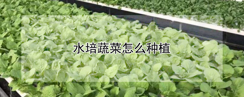 水培蔬菜怎么種植