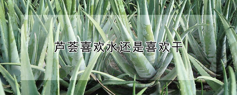 蘆薈喜歡水還是喜歡干