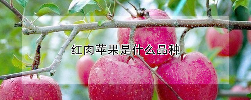 紅肉蘋果是什么品種