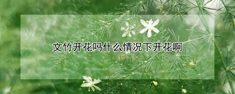 文竹開花嗎什么情況下開花啊