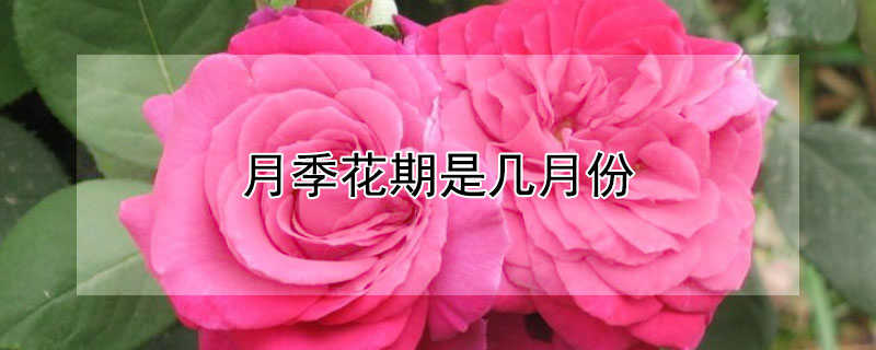 月季花期是幾月份