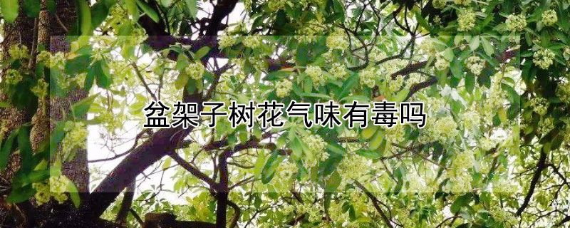 盆架子樹花氣味有毒嗎