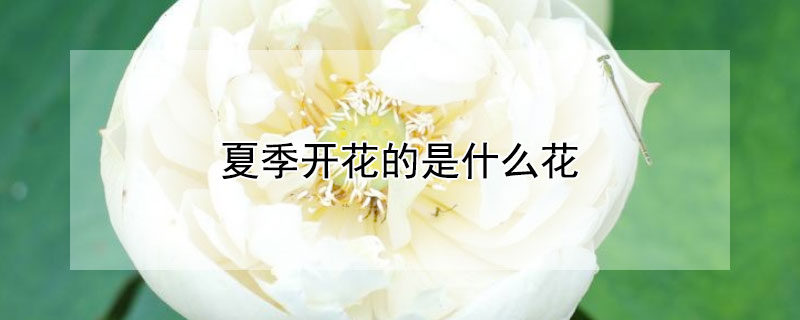 夏季開花的是什么花