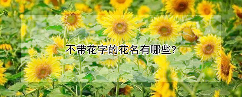 不帶花字的花名有哪些?