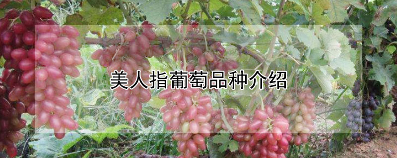 美人指葡萄品種介紹