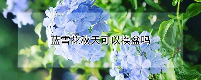 藍(lán)雪花秋天可以換盆嗎