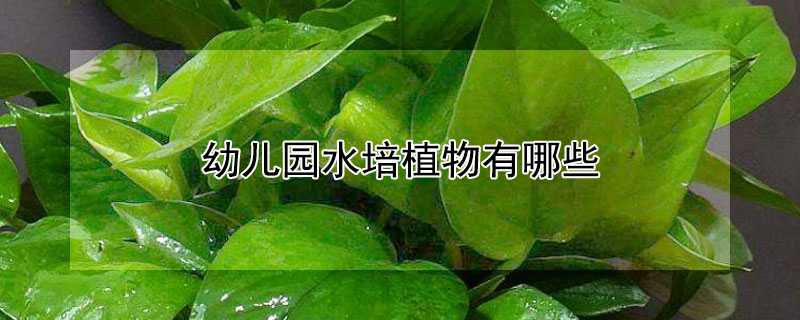 幼兒園水培植物有哪些