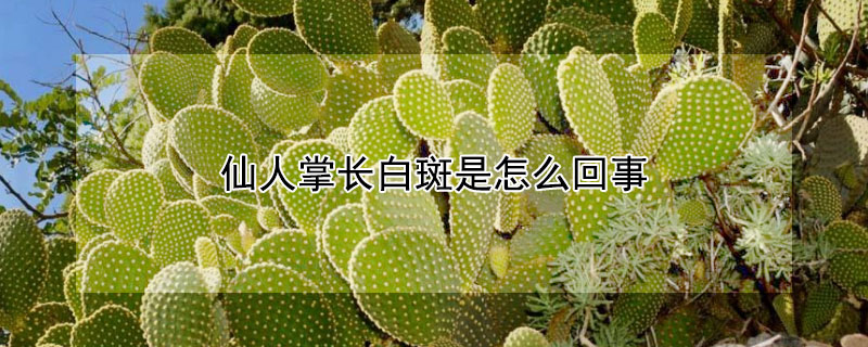 仙人掌長白斑是怎么回事