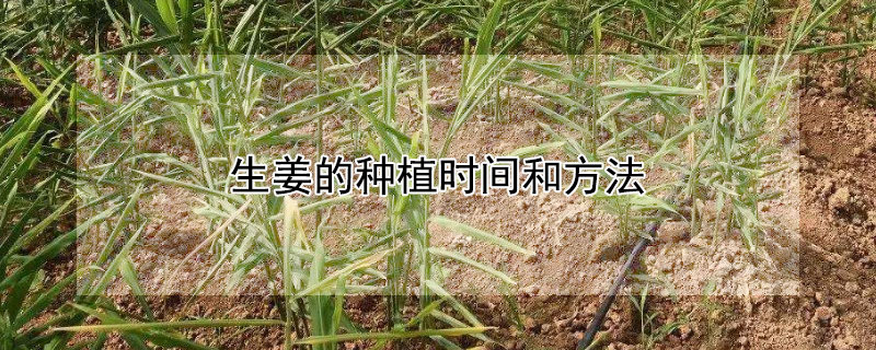 生姜的種植時(shí)間和方法