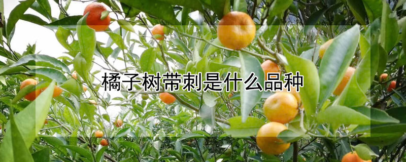 橘子樹帶刺是什么品種