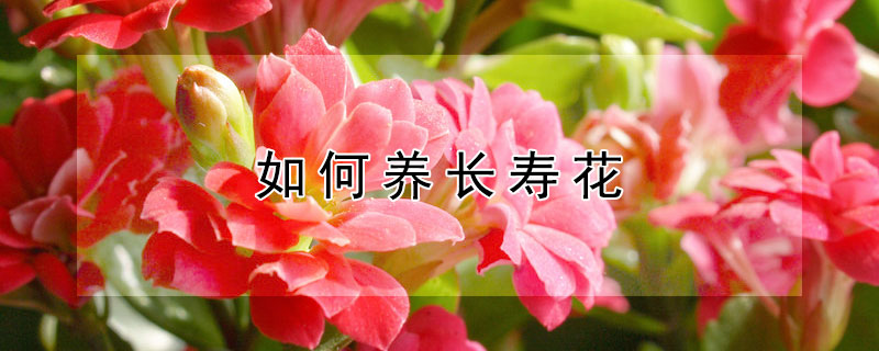 如何養長壽花