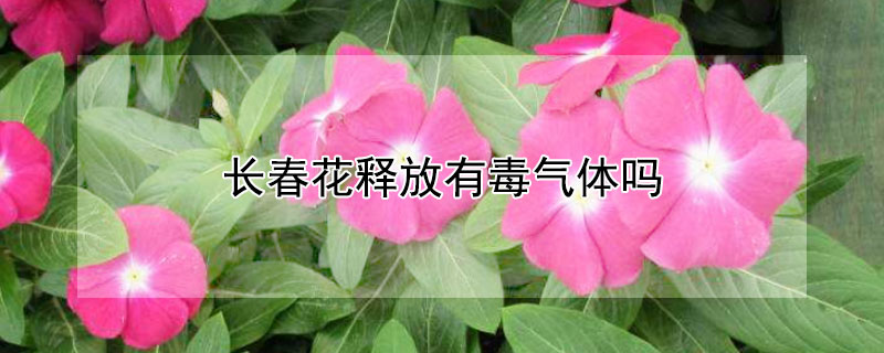 長春花釋放有毒氣體嗎