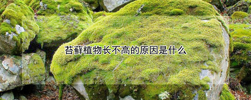 苔蘚植物長不高的原因是什么