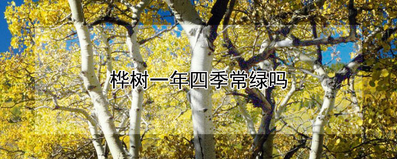 樺樹一年四季常綠嗎