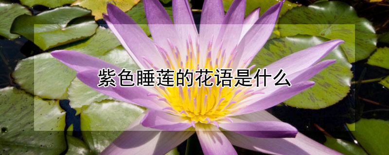 紫色睡蓮的花語是什么