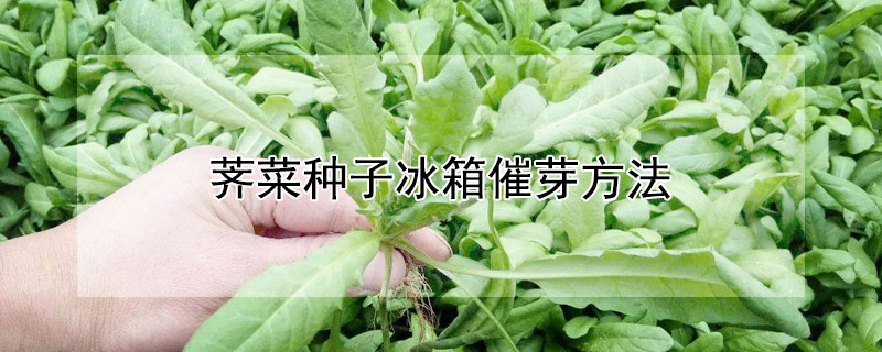 薺菜種子冰箱催芽方法