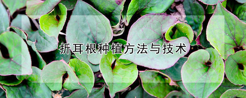 折耳根種植方法與技術(shù)