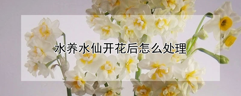 水養水仙開花后怎么處理