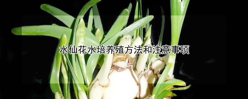 水仙花水培養(yǎng)殖方法和注意事項