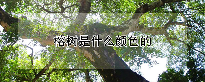 榕樹是什么顏色的