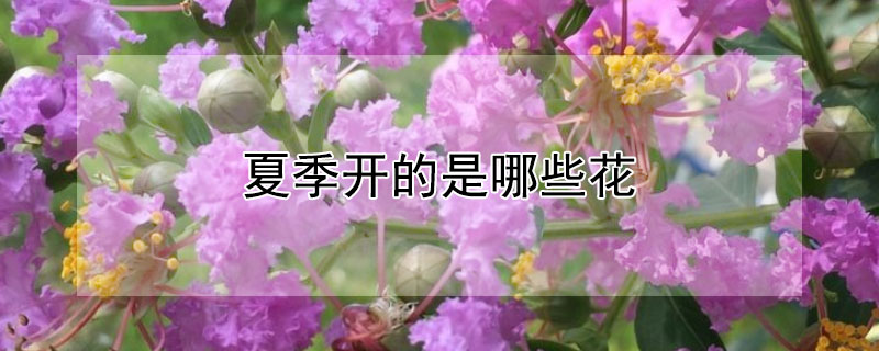 夏季開的是哪些花