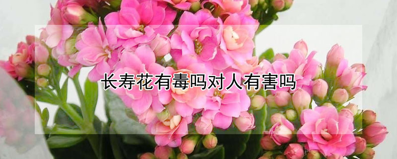 長壽花有毒嗎對人有害嗎