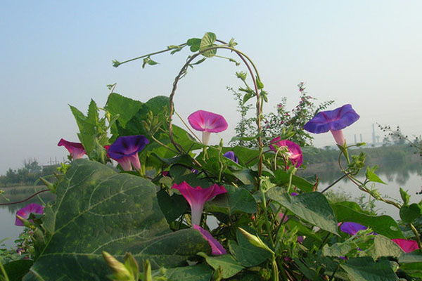 牽牛花是什么顏色的