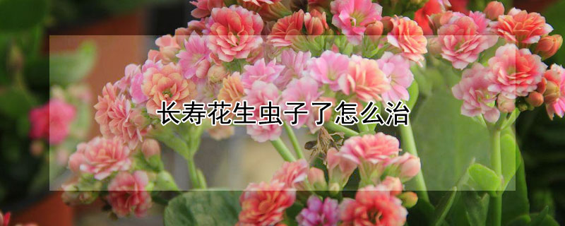 長壽花生蟲子了怎么治