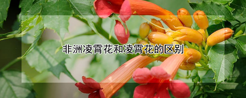 非洲凌霄花和凌霄花的區(qū)別