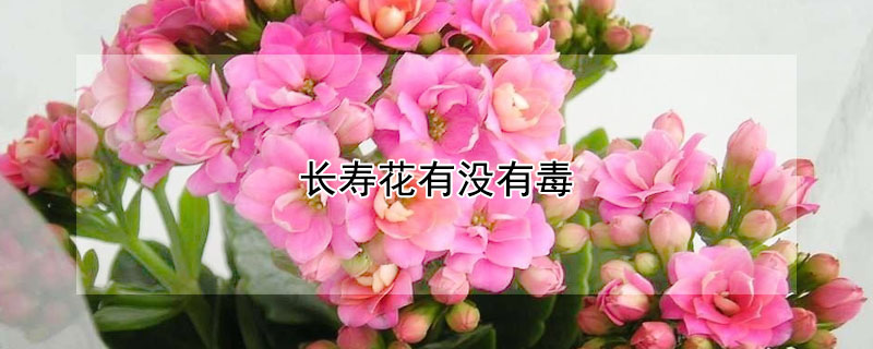 長壽花有沒有毒