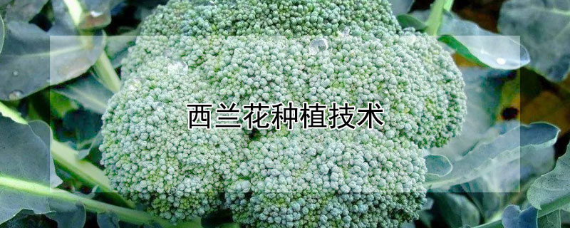 西蘭花種植技術