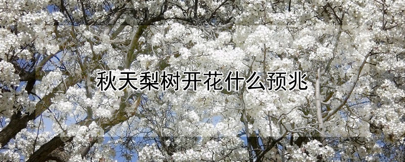 秋天梨樹開花什么預兆