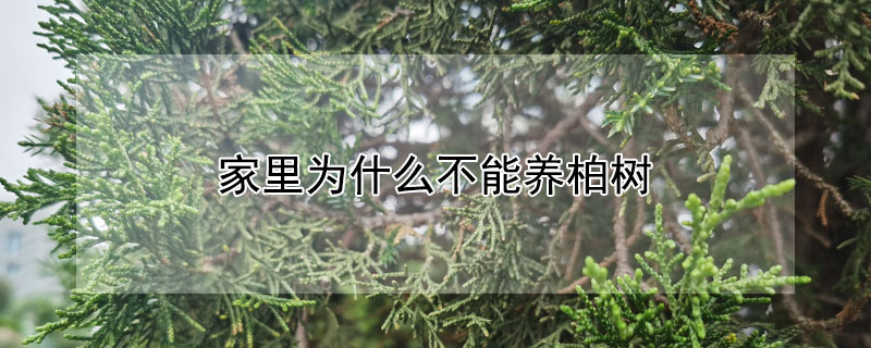 家里為什么不能養(yǎng)柏樹