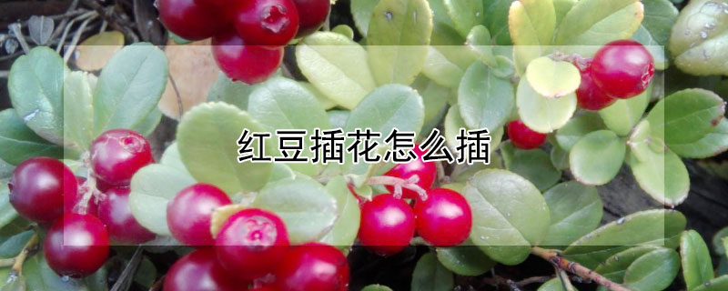 紅豆插花怎么插