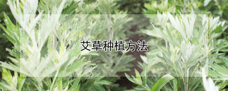 艾草種植方法