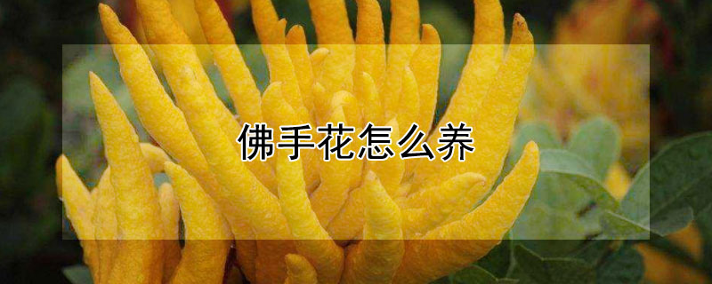 佛手花怎么養(yǎng)