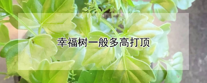 幸福樹一般多高打頂