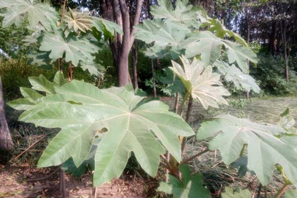 通草是什么植物