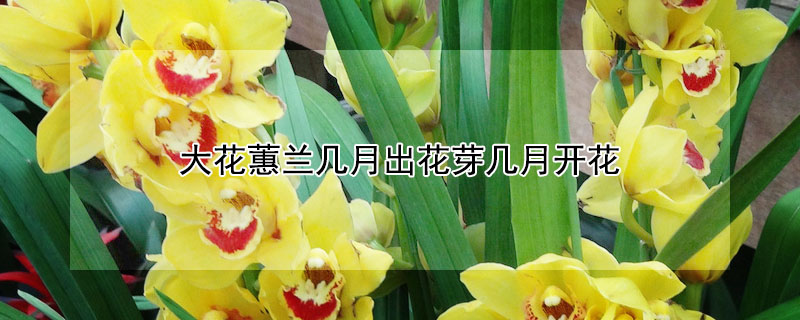 大花蕙蘭幾月出花芽幾月開花