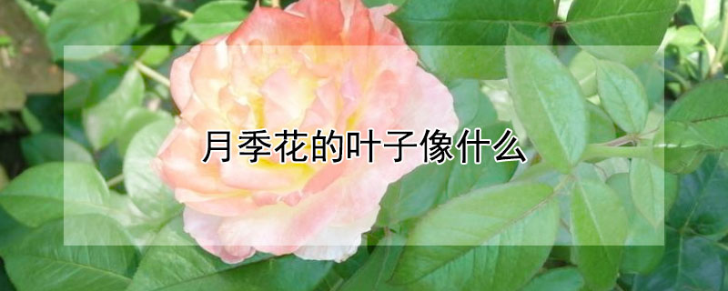 月季花的葉子像什么