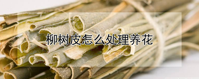 柳樹皮怎么處理養(yǎng)花