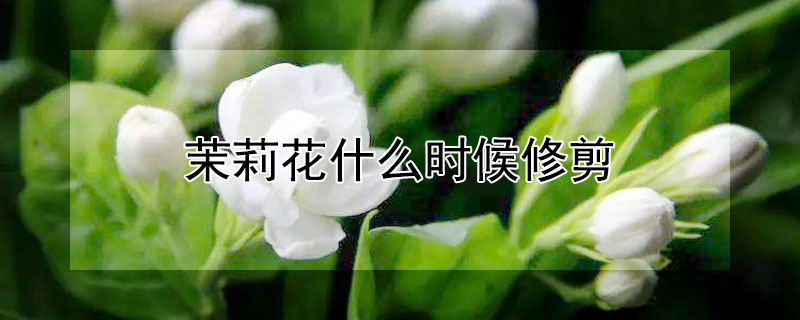 茉莉花什么時候修剪