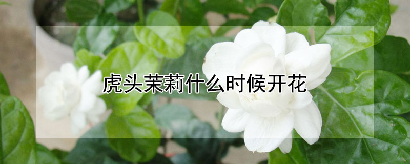 虎頭茉莉什么時候開花