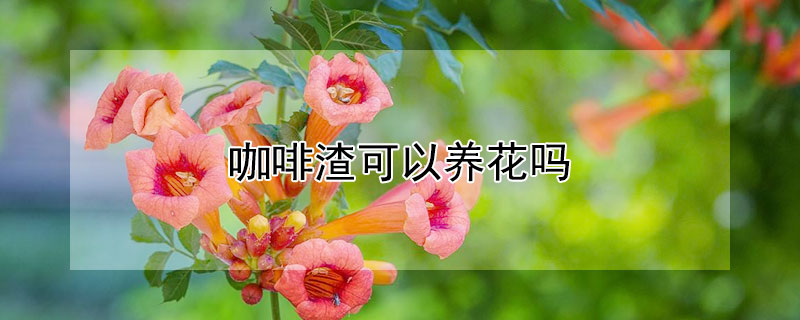 咖啡渣可以養花嗎