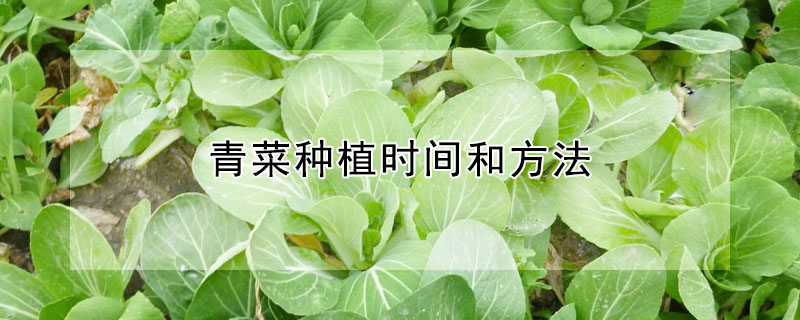 青菜種植時間和方法