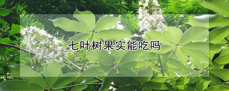 七葉樹果實能吃嗎